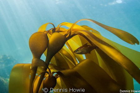 Made in the shade by Dennis Howie 