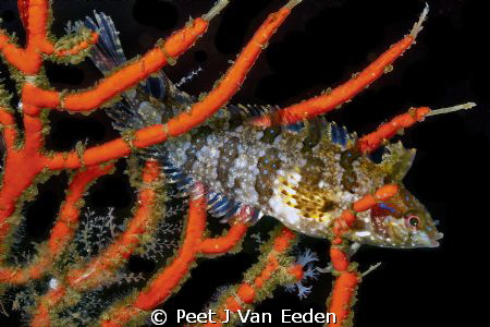 Blue Spotted Beauty -blue spotted klipfish by Peet J Van Eeden 