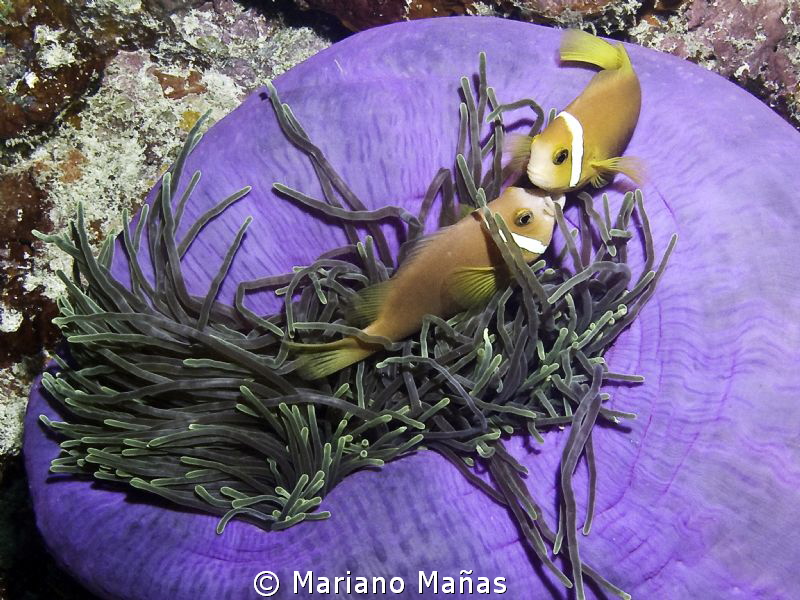 Amphiprion frenatus by Mariano Mañas 