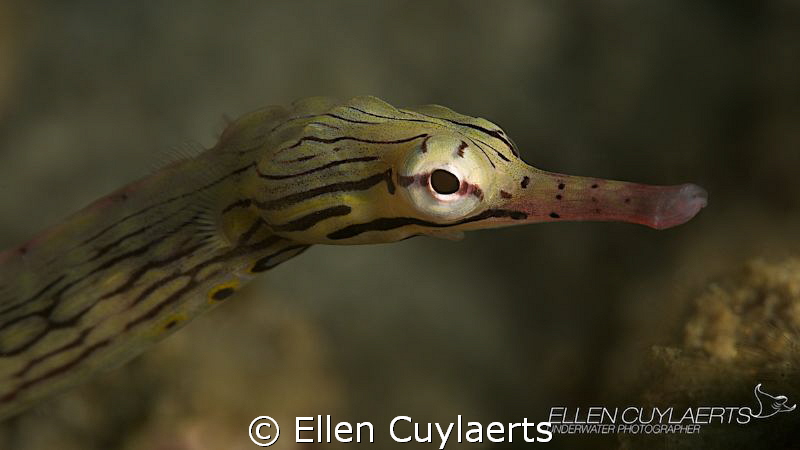 Reef Pipefish by Ellen Cuylaerts 