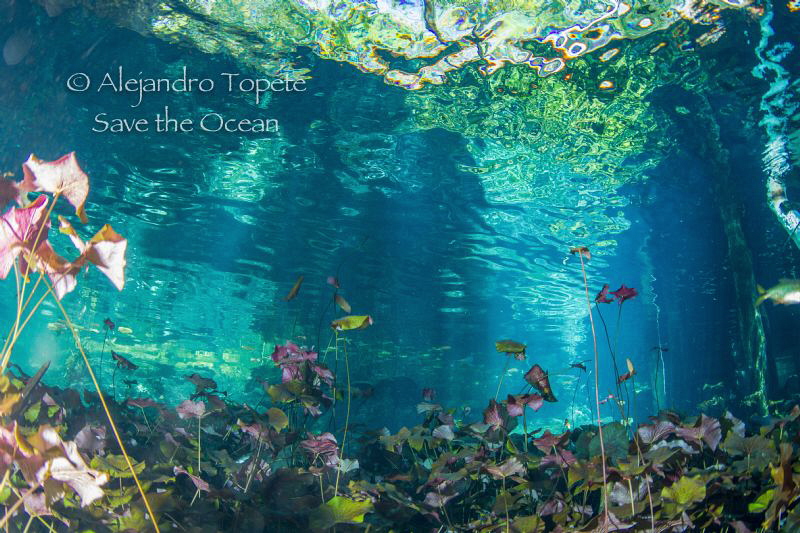 Amazing Colors, Gran Cenote Mexico by Alejandro Topete 