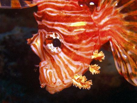 LionFish , Great Barrier Reef c5060. Light and motion hou... by Joshua Miles 