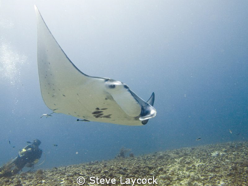 Manta and diver by Steve Laycock 