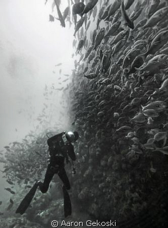 Diver in school of fish, Atlantis Reef, Cape Town. by Aaron Gekoski 