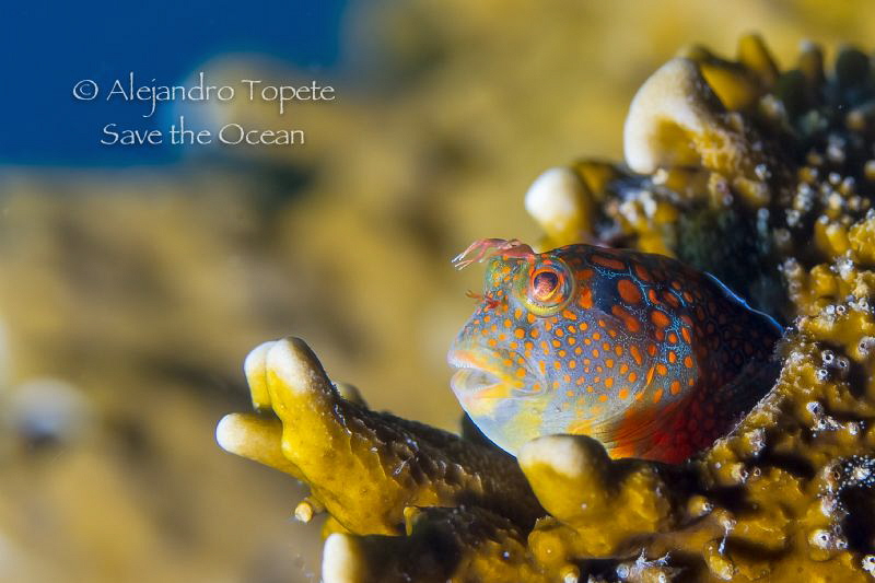 Smiling Blenny, Isla Lobos Mexico by Alejandro Topete 