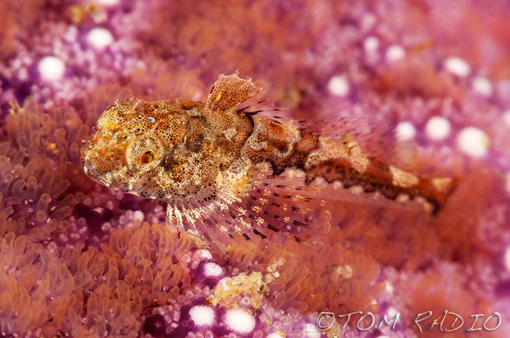 Sculpin sitting on a star fish
Seattle, WA, U.S.A. by Tom Radio 