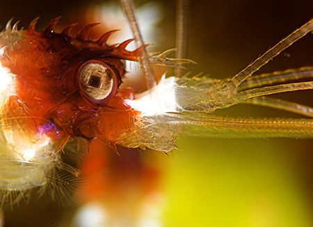 Banded Shrimp Eye detail. Somewhere in the Bahamas.
D2x ... by Rand Mcmeins 