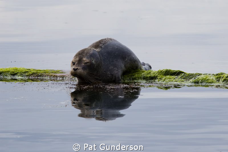 Sleepy Baby by Pat Gunderson 
