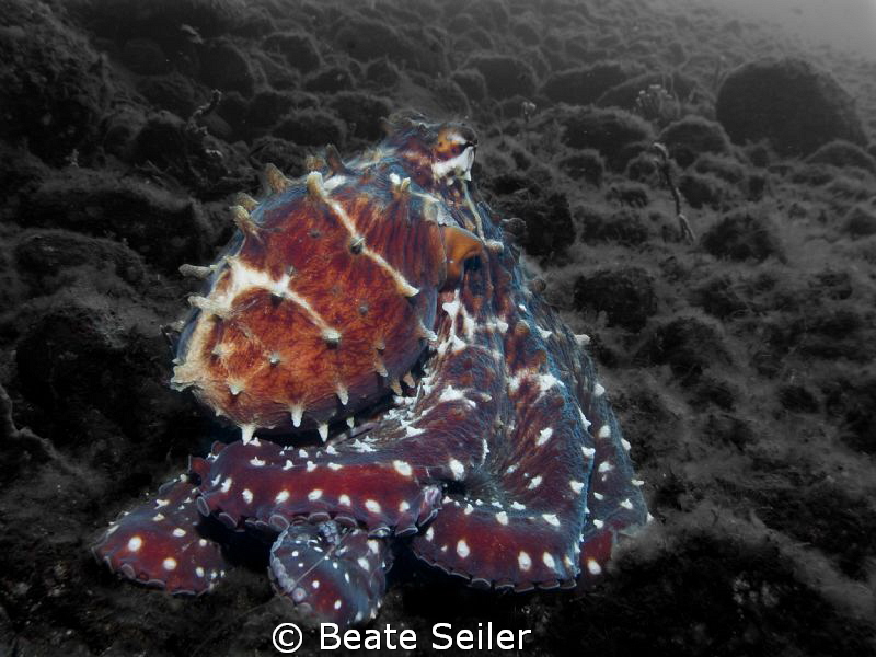 Octopus by Beate Seiler 