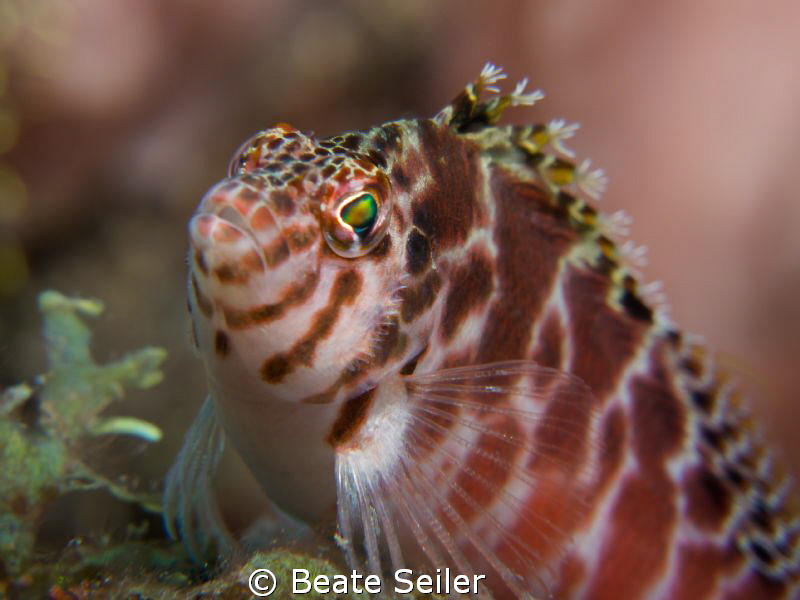 Hawkfish close up by Beate Seiler 