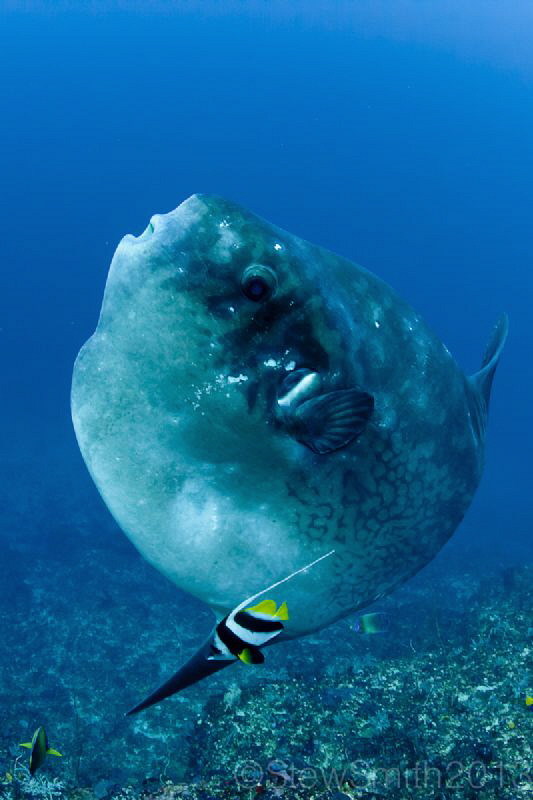 No strobes taken on this dive as i had read that strobes ... by Stew Smith 