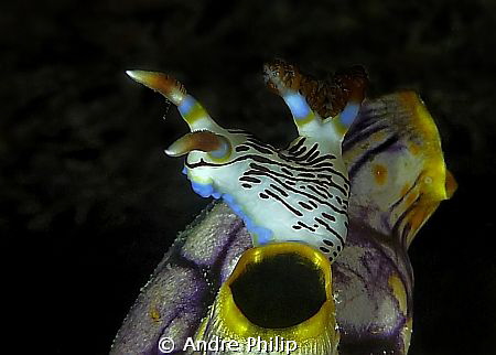 look into the night - Nembrotha lineolata by Andre Philip 