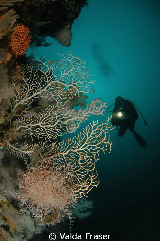 A pink basket star at 45m that I loved and visited often.... by Valda Fraser 