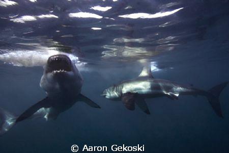Great whites, Gansbaai, Cape Town by Aaron Gekoski 