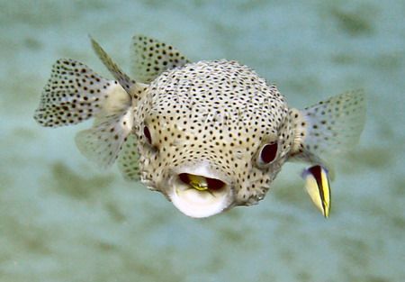 Porcupinefish getting a cleaning. Kahe Point, Oahu, Hawai... by Glenn Poulain 