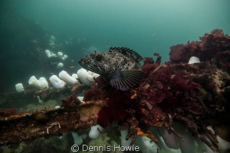 Lingcod waiting for a meal. by Dennis Howie 