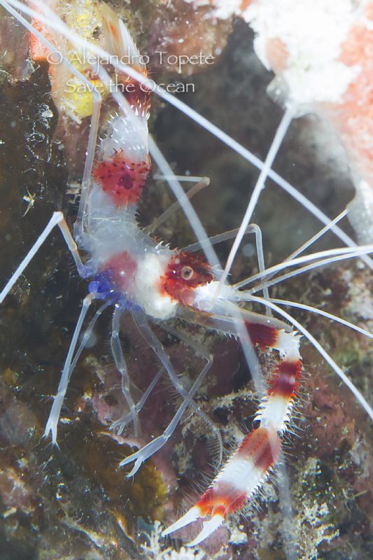 fantasy Shrimp, Cozumel Mexico by Alejandro Topete 