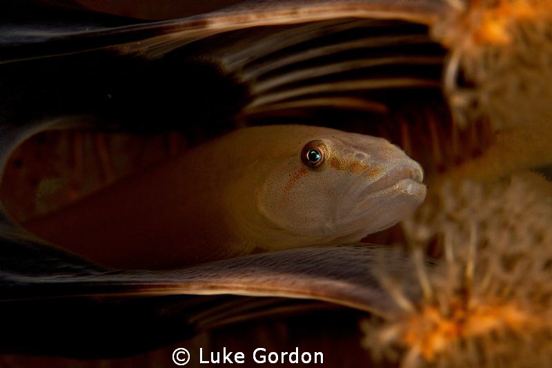 Hiding in a sea pen.... by Luke Gordon 