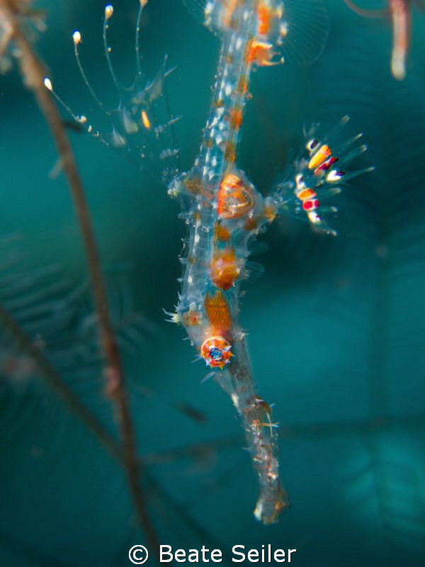 Juvenile Ghost pipe fish by Beate Seiler 