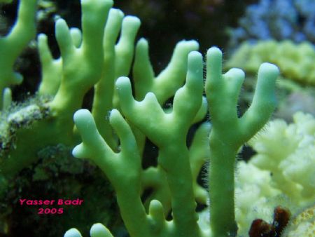 Fire Corals , Watch out !! by Yasser Badr 