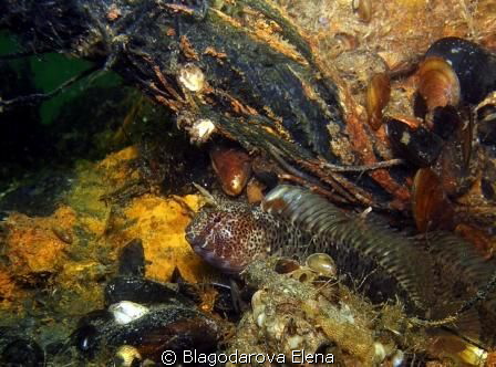 No sharks, only blennies... by Blagodarova Elena 