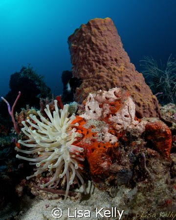 Anemone at Boynton Beach by Lisa Kelly 
