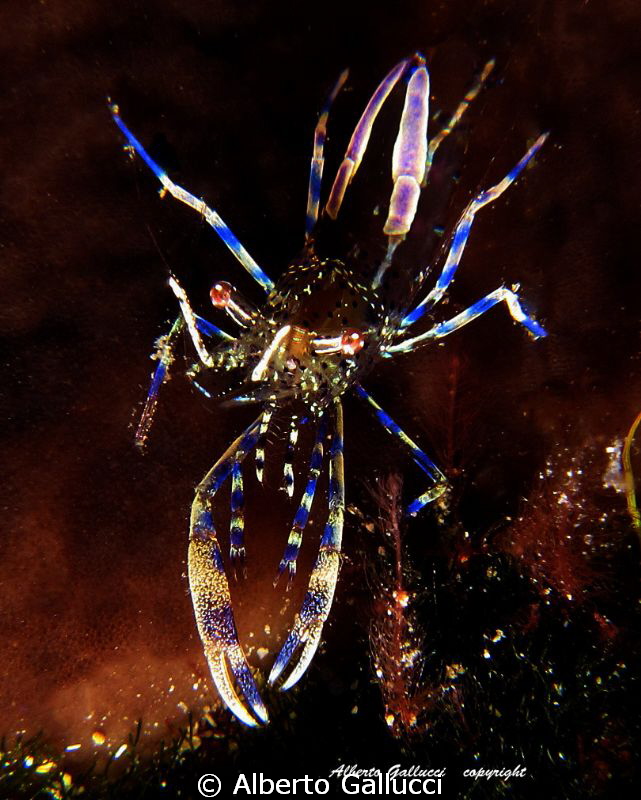 Periclimenes aegylios by Alberto Gallucci 