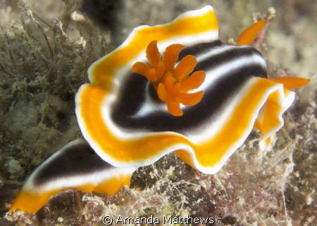 Magnificent Chromodoris
Brand new camera - first Nudi pi... by Amanda Matthews 