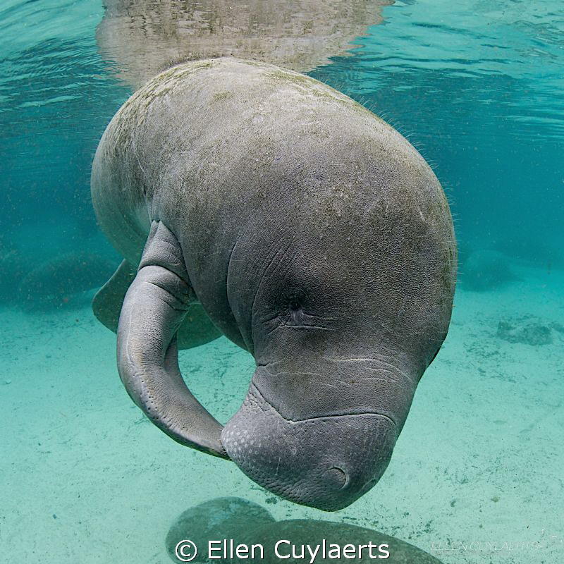 Manatee kiss by Ellen Cuylaerts 