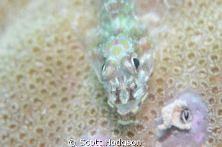 first +5 nauticam diopter pic using nikon 105 macro f20/ ... by Scott Hodgson 