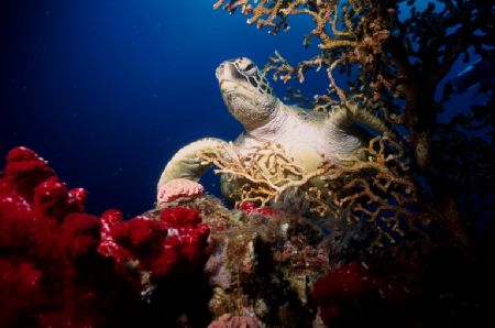 Turtle and Sea Fan, Yongala Wreck, Coral Sea by David Molina 