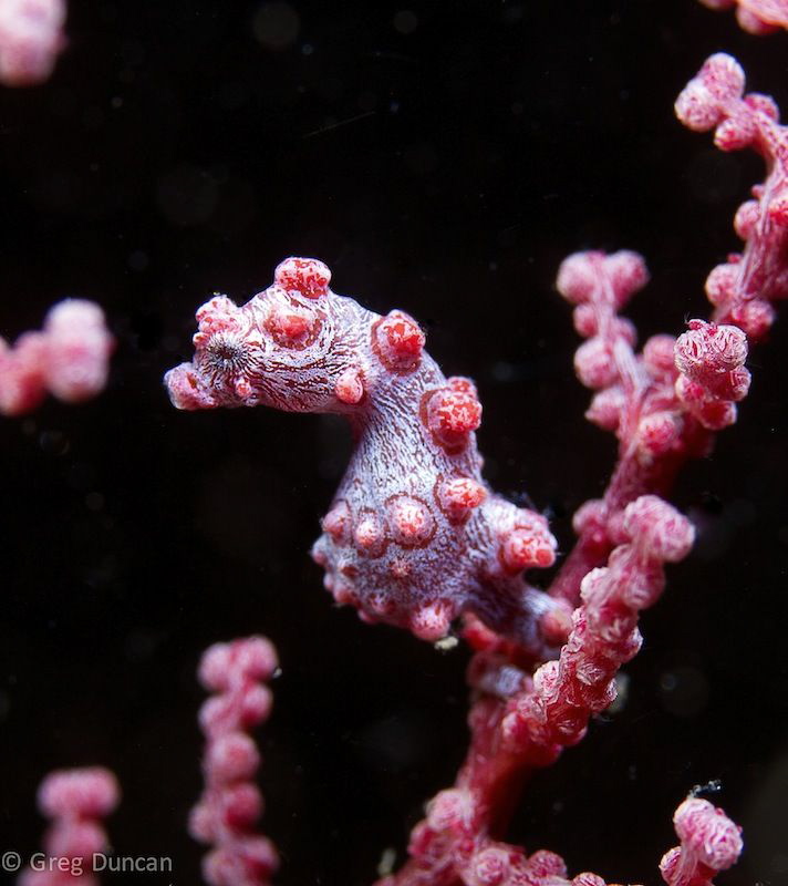 Pigmy Seahorse by Greg Duncan 