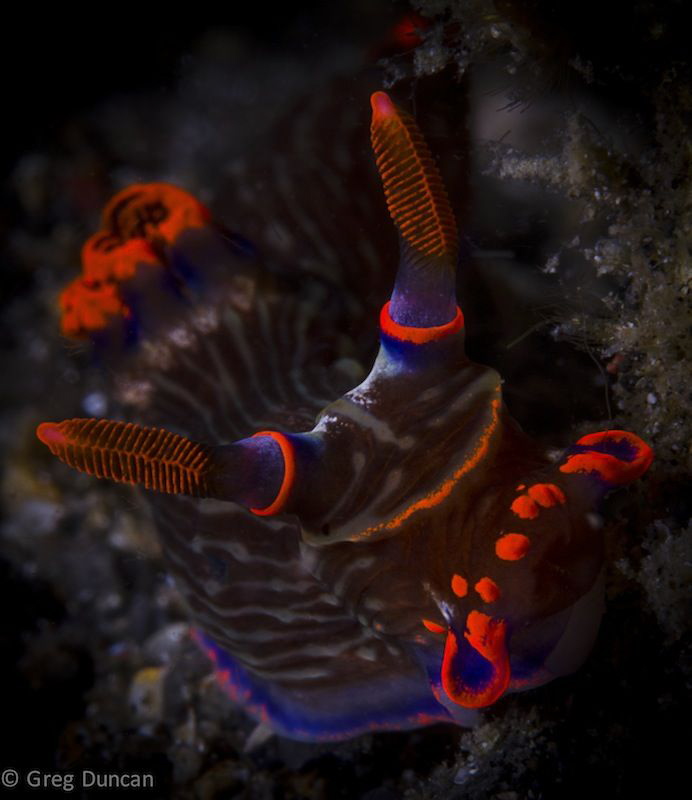 Nembrotha Kubriana by Greg Duncan 