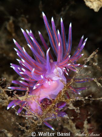 one or two?flabellina affinis by Walter Bassi 