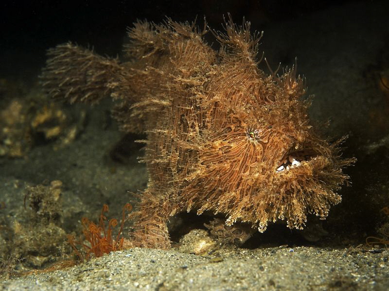 Striped Anglerfish, Chowder Bay by Doug Anderson 