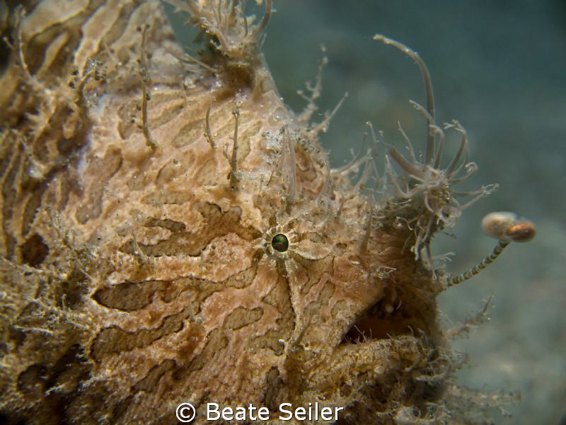 Frogy close up by Beate Seiler 