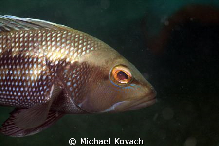 Black Sea Bass, one of the half dozen or so that now inha... by Michael Kovach 