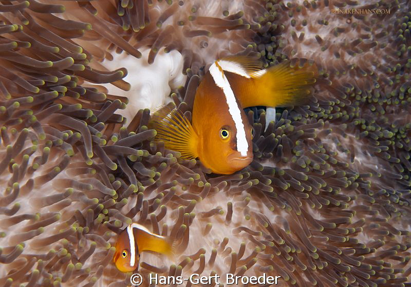 Slunik Anemonefish
Son make copy of Papa
Bunaken,Sulawe... by Hans-Gert Broeder 