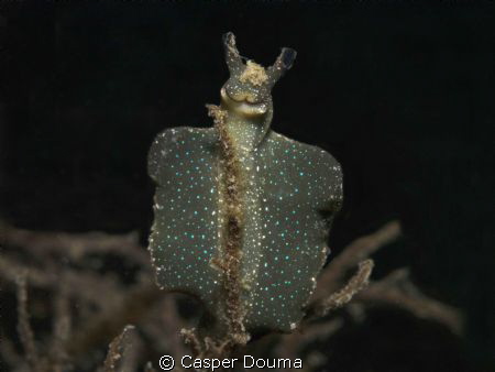 this is the "Groene Wierslak" 
The photo was taken at Dr... by Casper Douma 