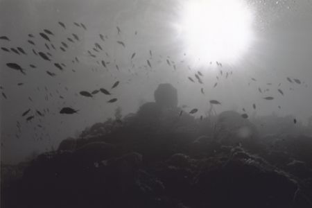 Wide angle reefscape in black and white. Taken in St. Luc... by Matthew Shanley 