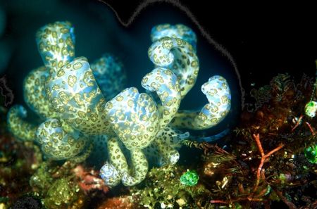 nudi/indonesia by Gregory Grant 