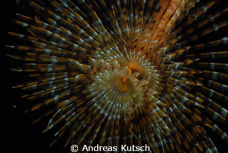 tubeworm by Andreas Kutsch 