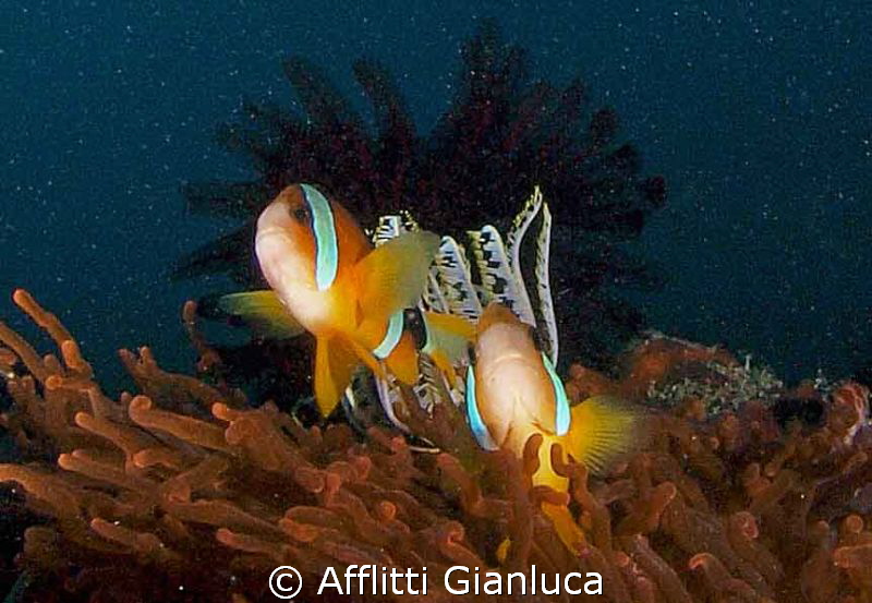 nemo..... by Afflitti Gianluca 