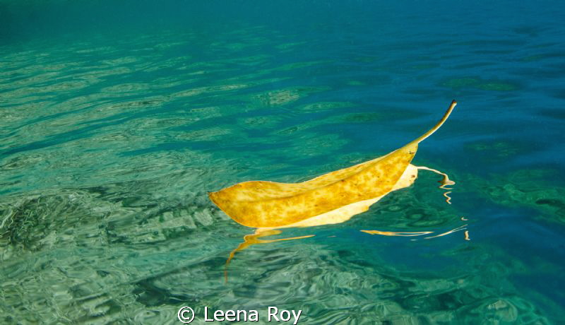 Leaf on water by Leena Roy 