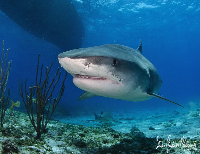 Smiles were big from everyone including the sharks at Tig... by Steven Anderson 