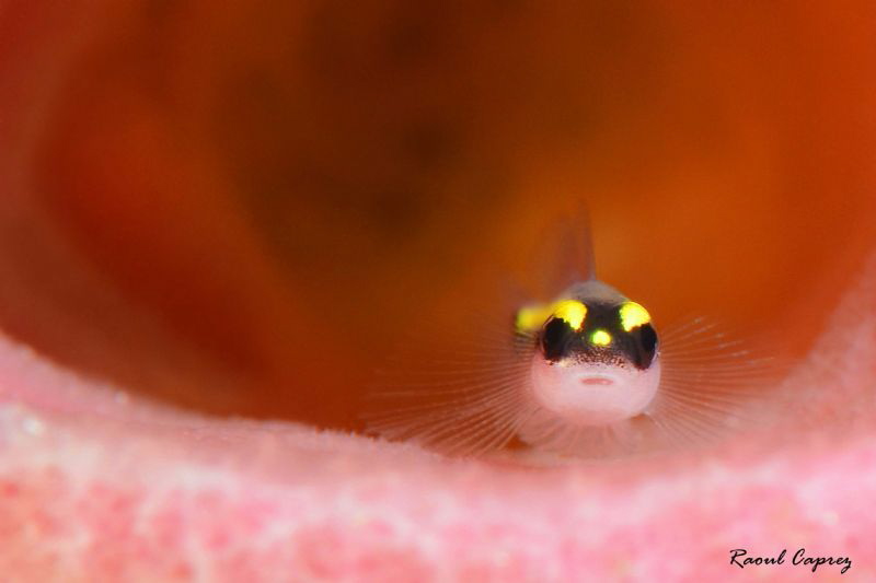 A little nap in a pink bed ! by Raoul Caprez 