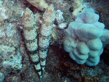 Siamese Twins?....Twin Lizardfish. Maui Hawaii. by Lisa Lappe 