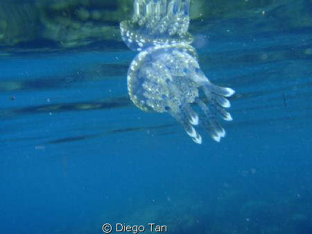 jelly  belly by Diego Tan 