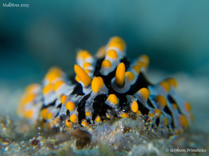 Phyllidia varicosa. by Stéphane Primatesta 