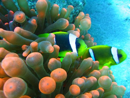Dahab, October 2005. Canon A510 with built in flash in ma... by John Mcguigan 
